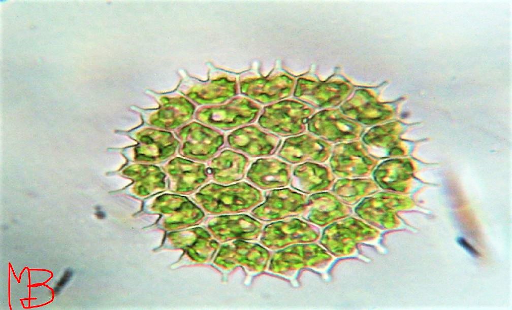 alga verde Pediastrum sp.